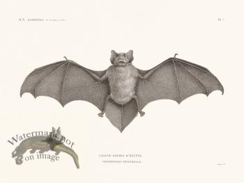 Bats of the World 07